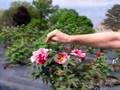 Tree Peonies 1