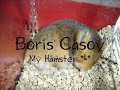 Boris Casoy, my hamster!