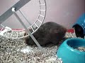 Boris Casoy, my hamster!