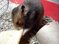 Boris Casoy, my hamster!