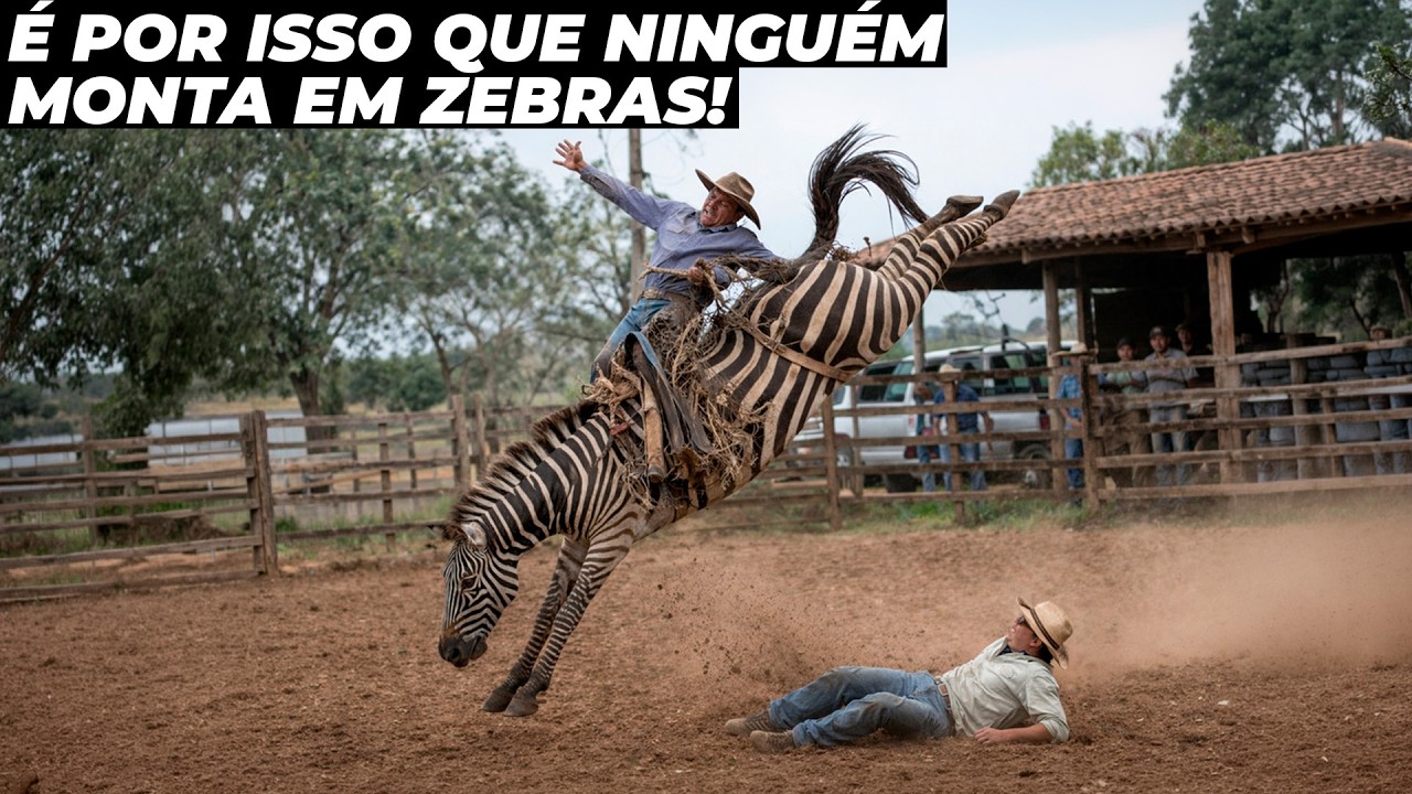 QUANDO SE TENTA MONTAR EM UMA ZEBRA ISSO ACONTECE!