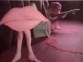 POO-POODLES-HERE-COM