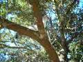 videos de Catbook Movie: Sadie in the tree
