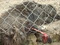 No Dogs Allowed - The Secret