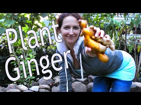 how to harvest ginger root