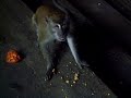 Monkey Kills Me!