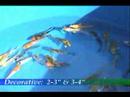 Blackwater Creek: Decorative Koi 2-4\" Blackwater Creek: Decorative Koi 2-4\"