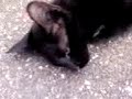 YouTubeサムネイル[FBNivpIfV0w] - 2枚目