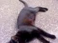 YouTubeサムネイル[FBNivpIfV0w] - 3枚目