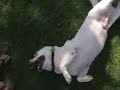 Mr. B dog in the park