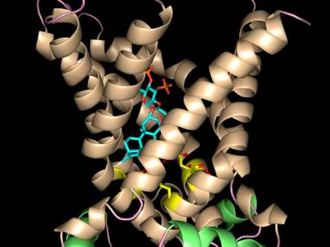 The structure of the bovine ADP/ATP mitochondrial carrier