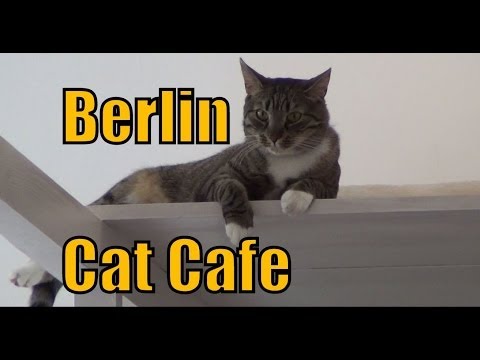 Pee Pees Katzencafé cat cafe in Berlin, Germany Pee Pees Katzencafé cat cafe in Berlin, Germany