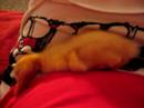 sleepy duck sleepy duck