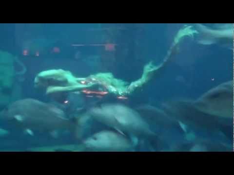 Life Under the Sea | Dolpheena's Mermaid Tales