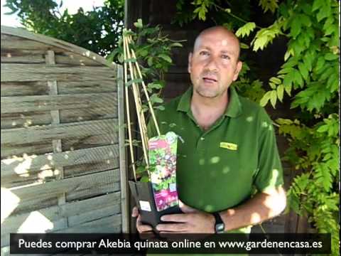 how to grow akebia quinata