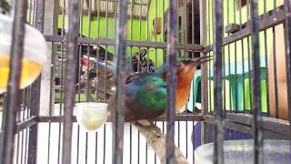 Download Kolibri Wulung Untuk Masteran Burung Pleci Lagu Mp3