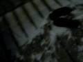 videos de Super Butt Chin Vs. Rambo Rat