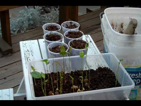 how to transplant camellia