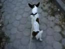 My Dog Cukulat-He is  a Jack Russell