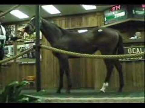 Ocala Thoroughbred Horse Auction - ...