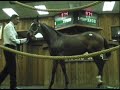 Ocala Thoroughbred Horse Auction - Affirmed Precision Ocala Thoroughbred Horse Auction - Affirmed Precision