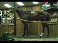 Ocala Thoroughbred Horse Auction - Affirmed Precision
