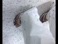 Indian milf mature feet soles heels toes