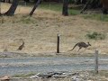 Hopping kangaroos