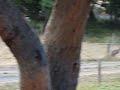 Hopping kangaroos
