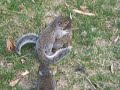 Alvin and The Hmong Chipmunks Alvin and The Hmong Chipmunks