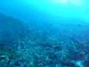 Caribbean Diving St. Vincent & Grenadines - Petit Byahaut Caribbean Diving St. Vincent & Grenadines - Petit Byahaut