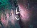 Caribbean Diving St. Vincent & Grenadines - Petit Byahaut