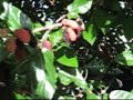 Dwarf Black Mulberry