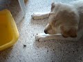 labrador VS scarrafone