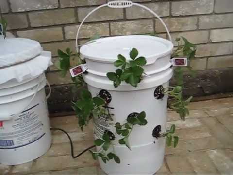 how to grow strawberries in a pot
