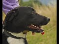 Labradors Noirs à adopter Labradors Noirs à adopter