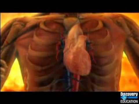 how to control epinephrine release