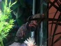 videos de astronotus ocellatus la atac