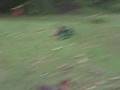 Dachshunds and Boxers play a game of chase
