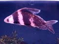 My fish ....