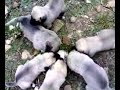 Kurdish Kangal Baby Dogs fighting for Meat ! Kurdish Kangal Baby Dogs fighting for Meat !