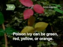 How To Recognize and Avoid Poison Ivy