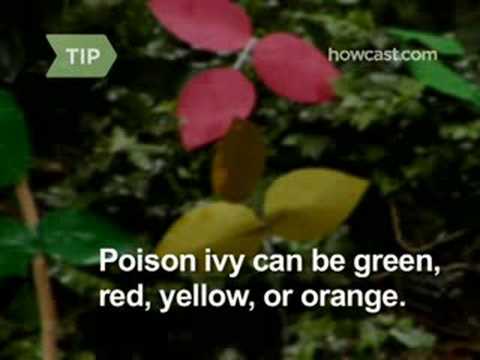 how to eliminate ivy