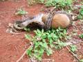 Snake Vs Kangaroo