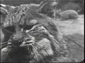 Wildlife on the Deserts of America\ Wildlife on the Deserts of America\