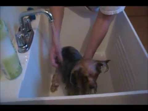 how to take care of a yorkie