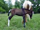Petie the Mule Petie the Mule
