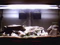 Fish Tank Time Lapses