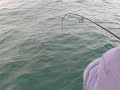 dog fish on