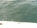 dog fish on